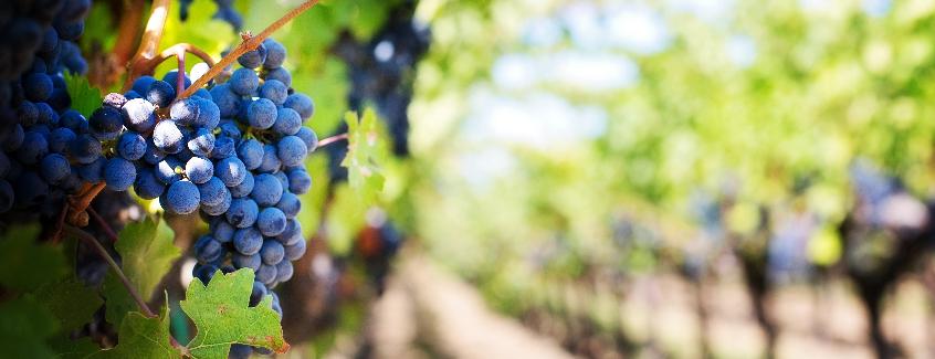 Serving the Napa Valley since 2009